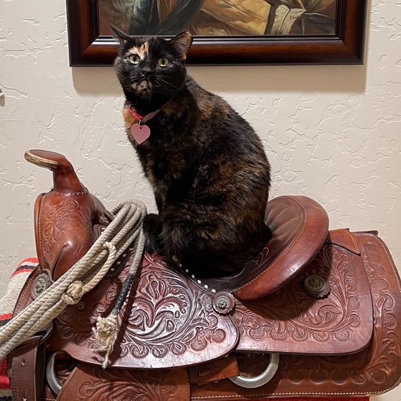 Miss Milo channeling her inner cowgirl❤️ - Picture 1 of 1